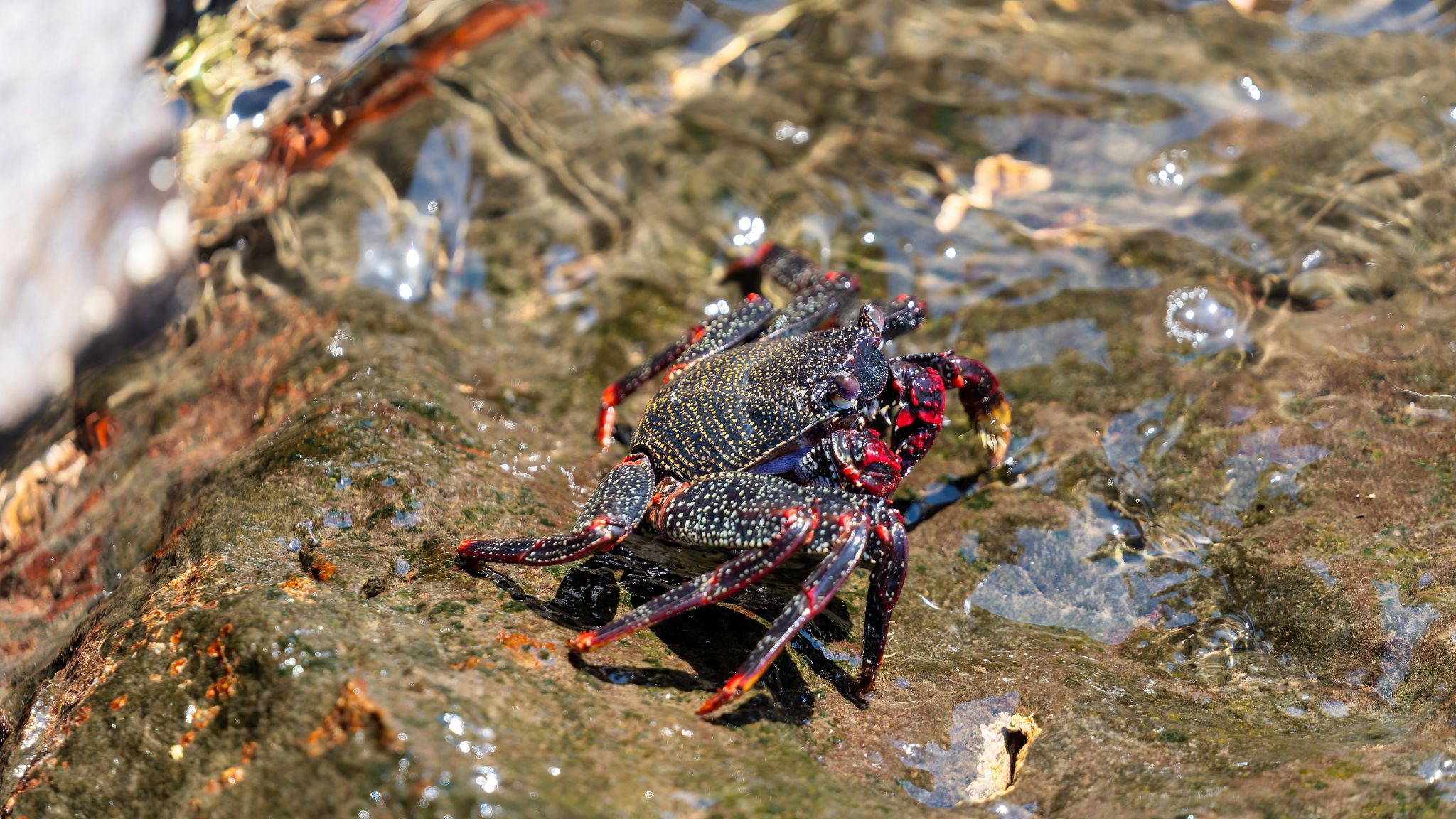 20250519 123610 Machico   Marina de Machico, Rua Cardeal Dom Tolentino Mendonça, Misericórdia, Machico, Madeira, 9200 107, Portugal